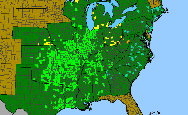 The range of Helianthus mollis
